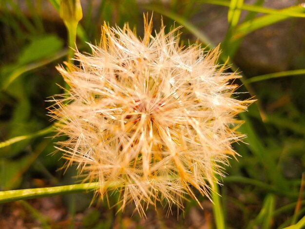 Photo close-up of dandelion plant