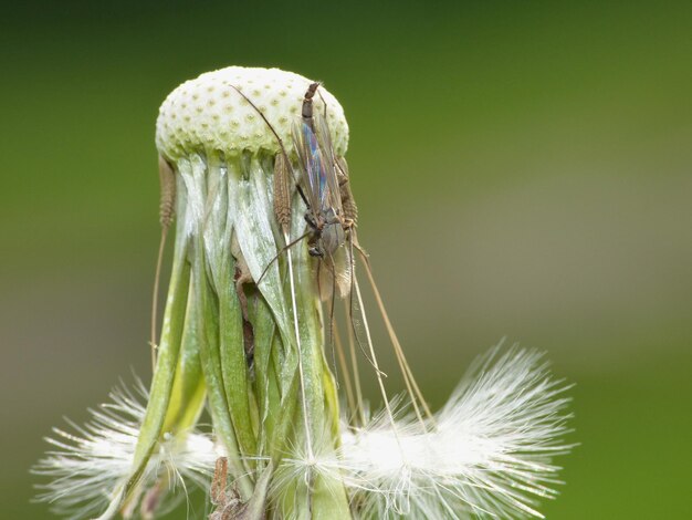 Photo close-up of dandelion plant