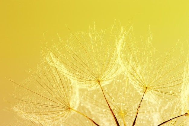 Close up on dandelion seed macro detaills