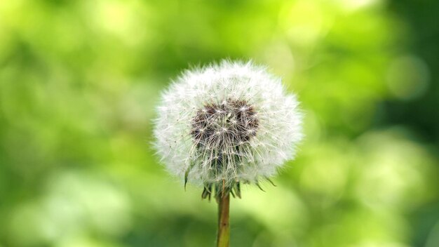 단델리온 씨 의 클로즈업