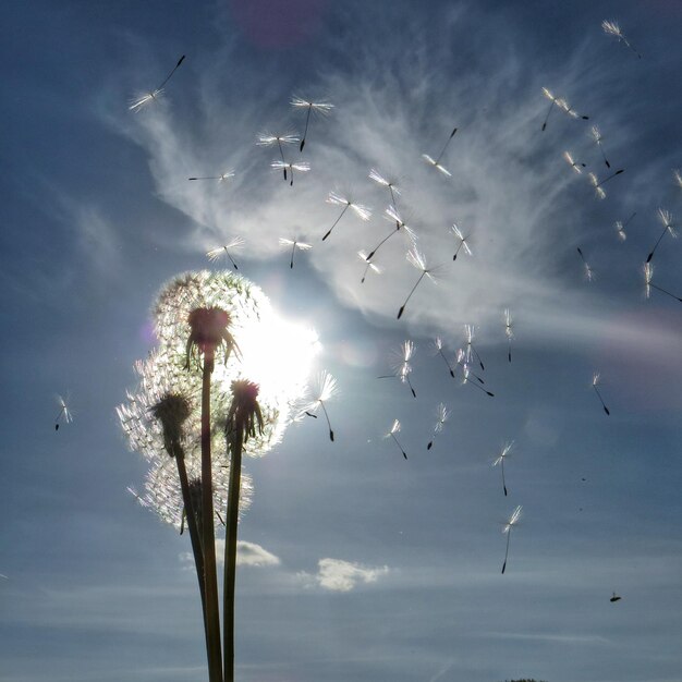 Close-up of dandelion seeds against sky