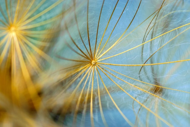 Photo close-up of dandelion seeds on blurred background airy and fluffy wallpaper fluff fragments