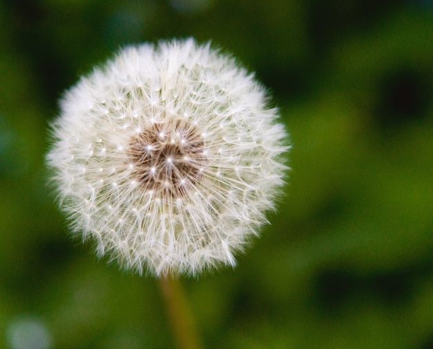 写真 緑の朝の陽光でタンポポの種を閉じる