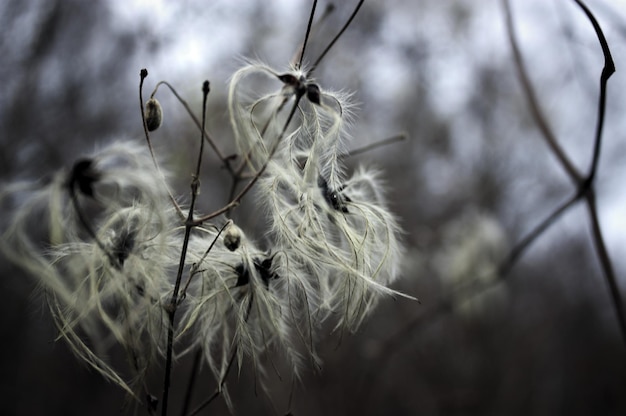 Photo close-up of dandelion seeds on wilted plant