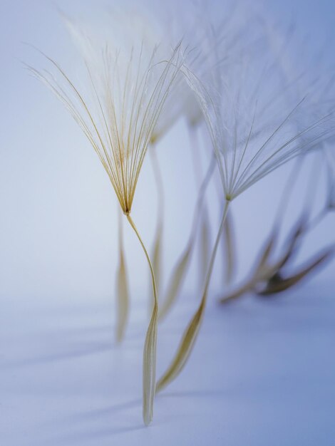 Photo close-up of dandelion seeds