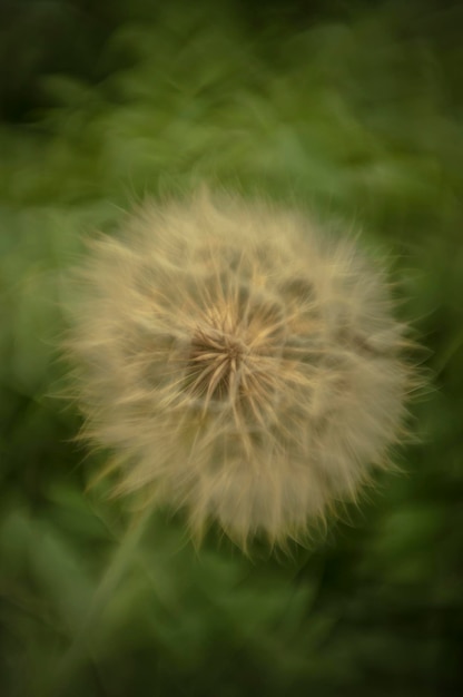 Photo close-up of dandelion