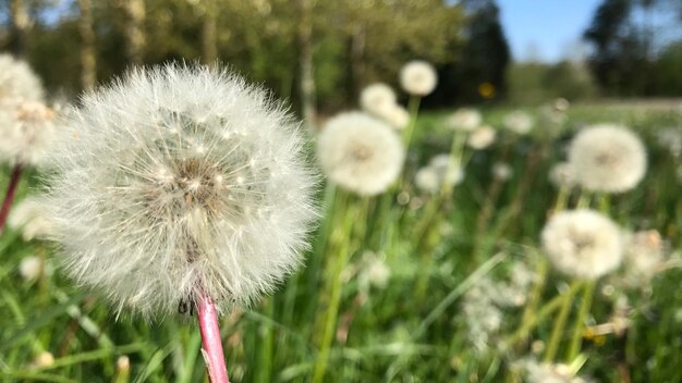 Close-up of dandelion