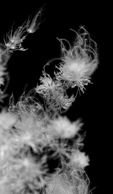 Photo close-up of dandelion