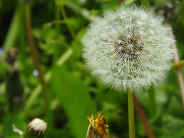 Close-up of dandelion