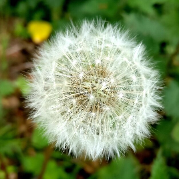 Close-up of dandelion