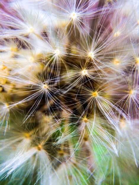 Photo close-up of dandelion