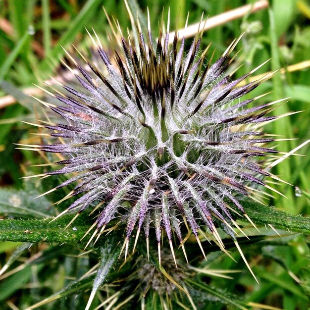 Photo close-up of dandelion