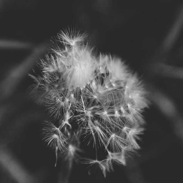 Close-up of dandelion