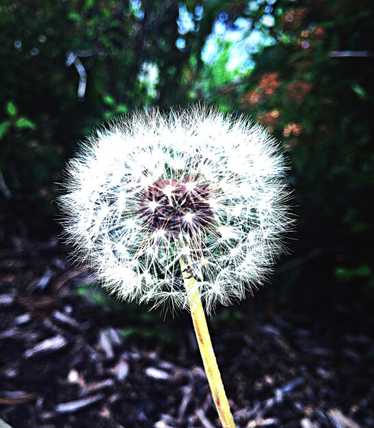 Close-up of dandelion