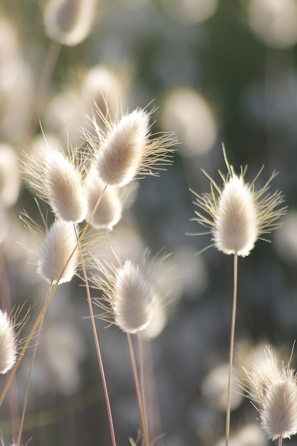 Photo close-up of dandelion