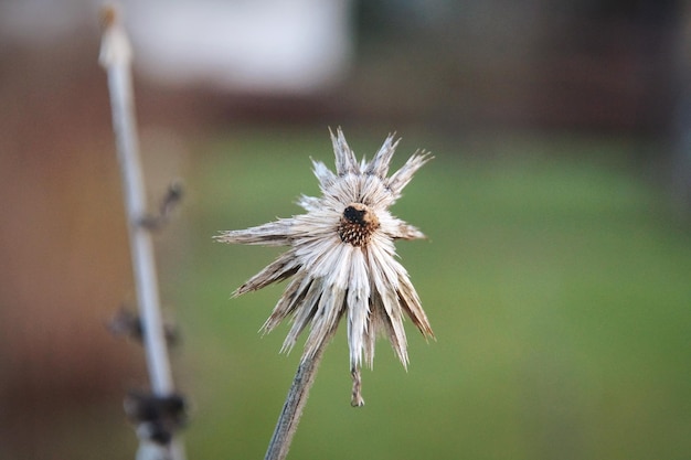 Close-up of dandelion