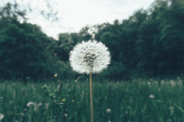 Close-up of dandelion