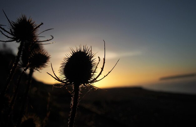 Close-up of dandelion