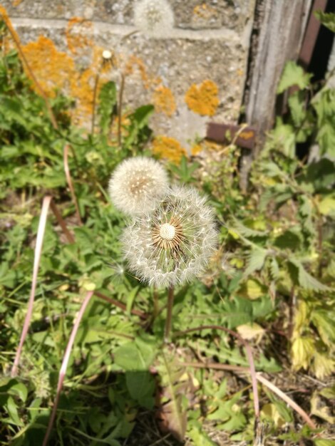 Close-up of dandelion