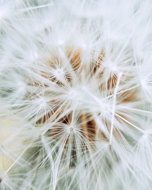 Photo close-up of dandelion