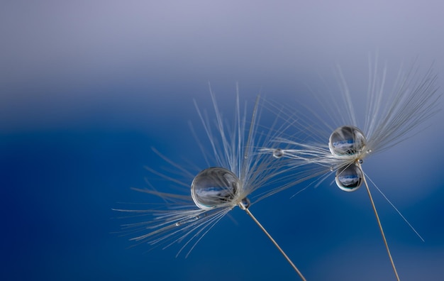 Photo close-up of dandelion