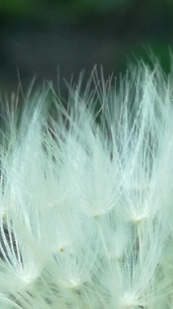 Close-up of dandelion