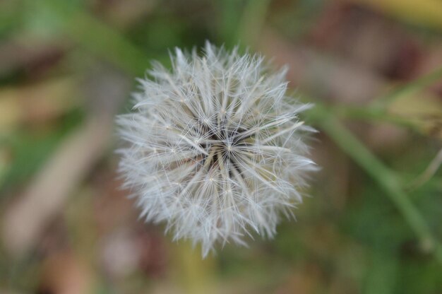 Photo close-up of dandelion