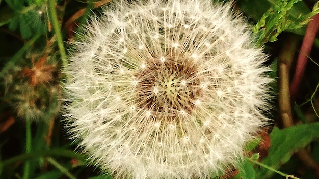 Close-up of dandelion