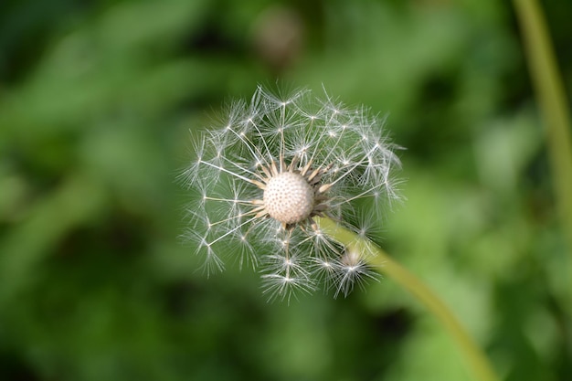 Close-up of dandelion