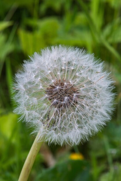 Close-up of dandelion