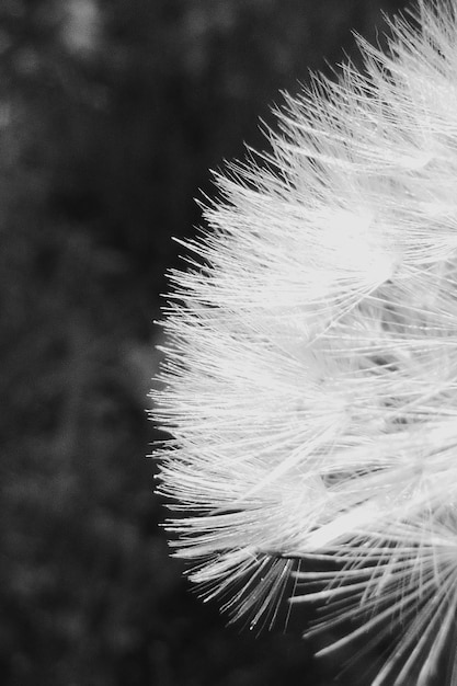 Photo close-up of dandelion