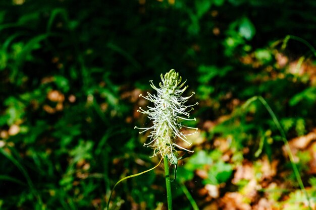 Close-up of dandelion