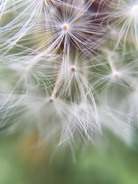 Close-up of dandelion