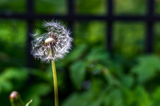 Photo close-up of dandelion