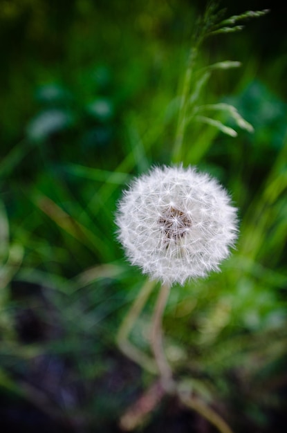 Close-up of dandelion