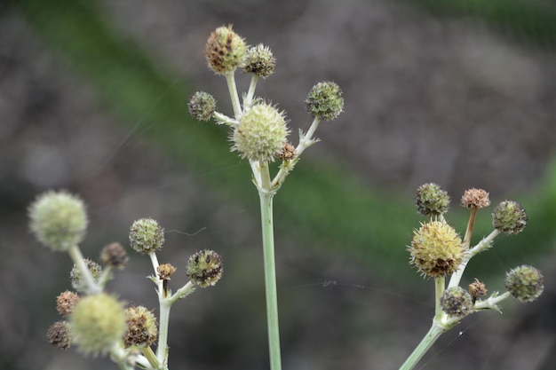 Photo close-up of dandelion