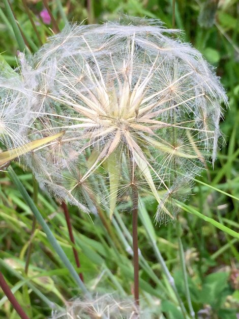 Photo close-up of dandelion