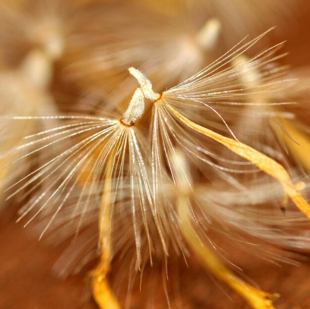Close-up of dandelions
