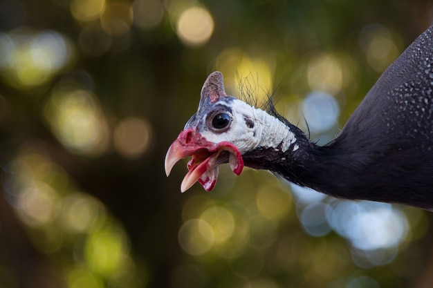 Close up of a dangola chicken with blurred background