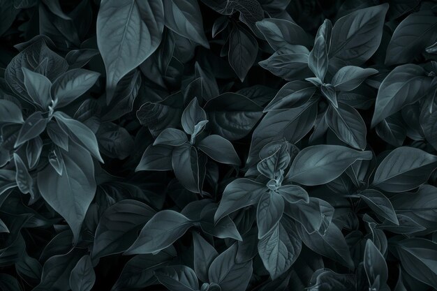 Photo a close up of a dark green leafy plant