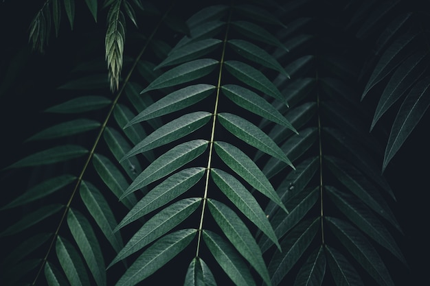 Photo close-up of  dark green leaves black background