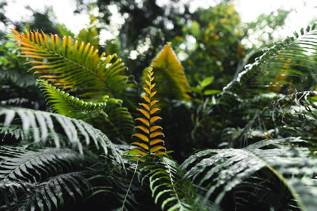 Close-Up Of  Dark green leaves black background