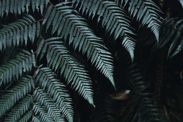 Close-Up Of  Dark green leaves black background