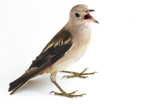 Close-up of Daurian starling bird