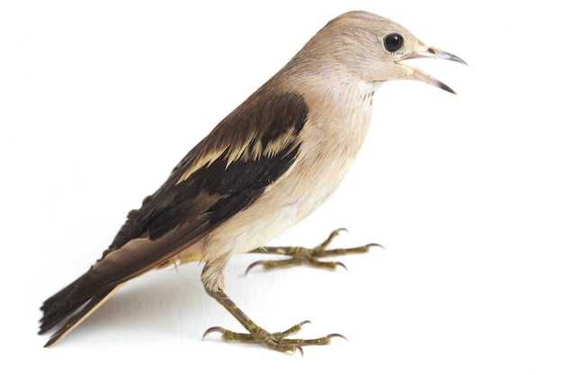 Daurian starling 새의 클로즈업