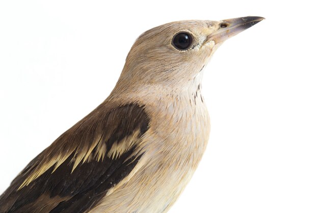 Close-up of Daurian starling bird