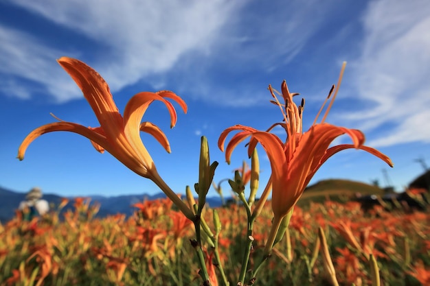 Photo close-up of day lily blooming against sky