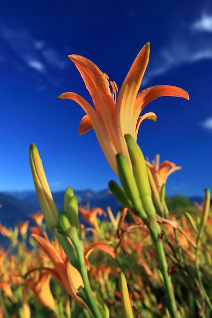 Photo close-up of day lily blooming against sky