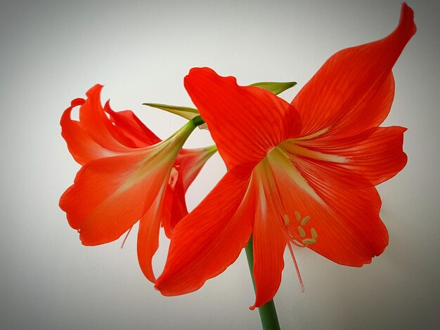 Close-up of day lily blooming against white background