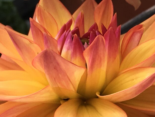 Close-up of day lily blooming outdoors